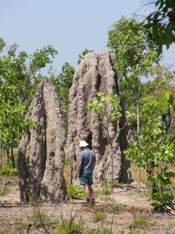 Termite Cathedrals